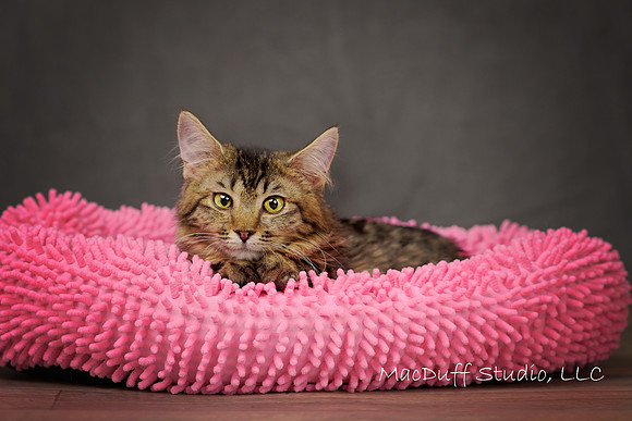 Kajsa 6-2017 (c) Karen Squires sig