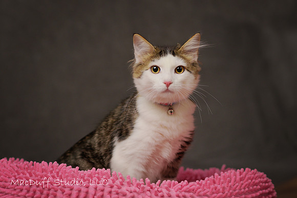 Lilly 6-2017 (c) Karen Squires sig