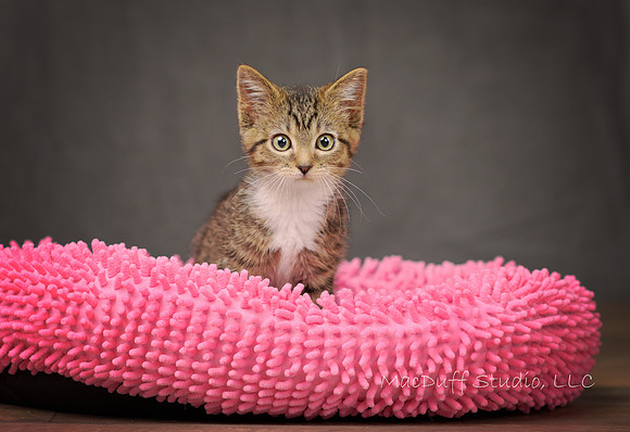 Ollie 6-2017 (c) Karen Squires sig