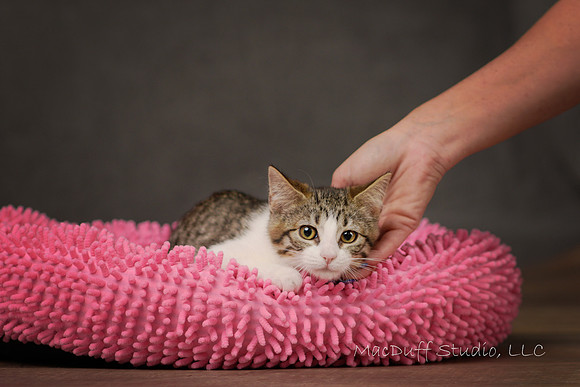 Sumo 6-2017 (c) Karen Squires sig