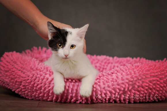 Uma 6-2017 (c) Karen Squires sig