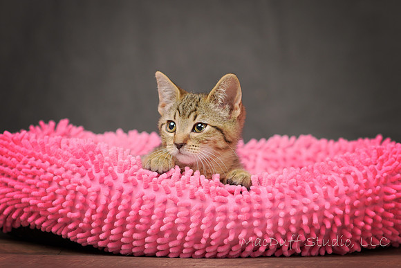 Zena 6-2017 (c) Karen Squires SIG