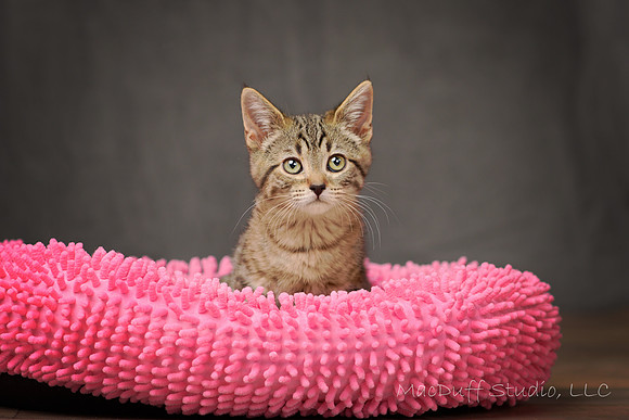 Zeus 6-2017 (c) Karen Squires SIG