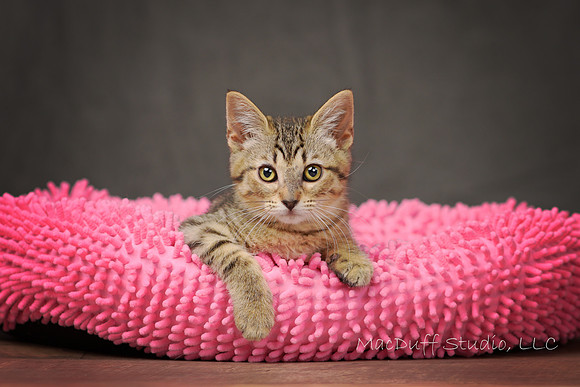 Zuri 6-2017 (c) Karen Squires SIG