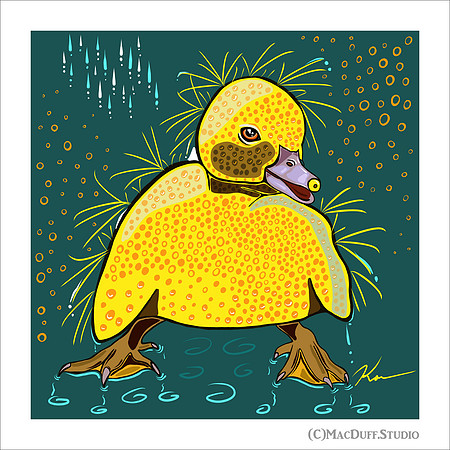 "Duckling"3/4/2018 (C) Karen MacDuff Squires