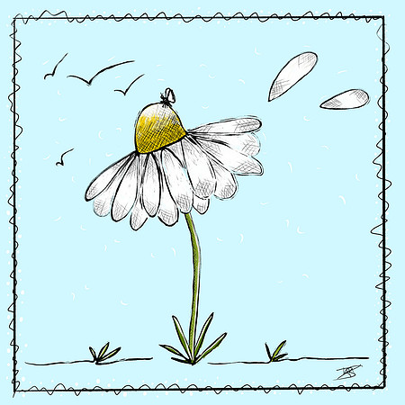 Cone Flower -Nov 2018
