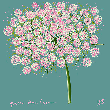 Queen Ann Lace Nov 16 2018