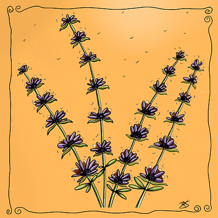 Lavender -Nov 2018