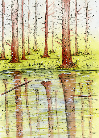 Forest -Nov 2019