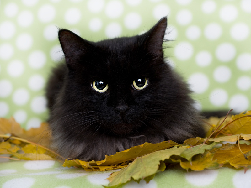 Mini Meow